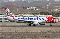 ©Alfonso Solís - Asociación Canary Islands Spotting. Click to see full size photo ©Alfonso Solís - Asociación Canary Islands Spotting. Click to see full size photo