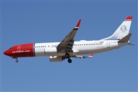 ©Alfonso Solís - Asociación Canary Islands Spotting. Click to see full size photo ©Alfonso Solís - Asociación Canary Islands Spotting. Click to see full size photo