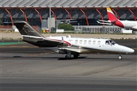 ©Alfonso Solís - Asociación Canary Islands Spotting. Click to see full size photo ©Alfonso Solís - Asociación Canary Islands Spotting. Click to see full size photo