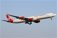 ©Alfonso Solís - Asociación Canary Islands Spotting. Click to see full size photo ©Alfonso Solís - Asociación Canary Islands Spotting. Click to see full size photo