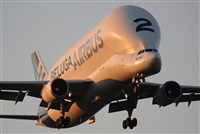 Rodrigo Carvalho - Noisy Spotters. Click to see full size photo