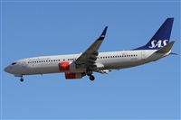 ©Alfonso Solís - Asociación Canary Islands Spotting. Click to see full size photo ©Alfonso Solís - Asociación Canary Islands Spotting. Click to see full size photo