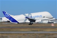 Miguel A. gueda Rguez.  (CANARY ISLANDS SPOTTING). Click to see full size photo