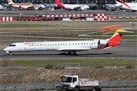 ©Alfonso Solís - Asociación Canary Islands Spotting. Click to see full size photo ©Alfonso Solís - Asociación Canary Islands Spotting. Click to see full size photo