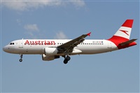 ©Alfonso Solís - Asociación Canary Islands Spotting. Click to see full size photo ©Alfonso Solís - Asociación Canary Islands Spotting. Click to see full size photo