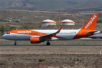 ©Alfonso Solís - Asociación Canary Islands Spotting. Click to see full size photo ©Alfonso Solís - Asociación Canary Islands Spotting. Click to see full size photo