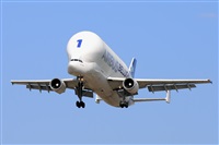 Miguel A. gueda Rguez.  (CANARY ISLANDS SPOTTING). Click to see full size photo