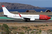 ©Alfonso Solís - Asociación Canary Islands Spotting. Click to see full size photo ©Alfonso Solís - Asociación Canary Islands Spotting. Click to see full size photo