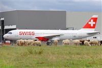 Miguel A. gueda Rguez.  (CANARY ISLANDS SPOTTING). Click to see full size photo