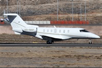 ©Alfonso Solís - Asociación Canary Islands Spotting. Click to see full size photo ©Alfonso Solís - Asociación Canary Islands Spotting. Click to see full size photo