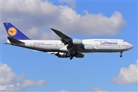Miguel A. gueda Rguez.  (CANARY ISLANDS SPOTTING). Click to see full size photo