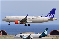 Miguel A. gueda Rguez.  (CANARY ISLANDS SPOTTING). Click to see full size photo