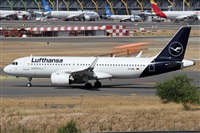 ©Alfonso Solís - Asociación Canary Islands Spotting. Click to see full size photo ©Alfonso Solís - Asociación Canary Islands Spotting. Click to see full size photo