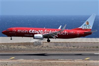 ©Alfonso Solís - Asociación Canary Islands Spotting. Click to see full size photo ©Alfonso Solís - Asociación Canary Islands Spotting. Click to see full size photo