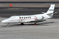 ©Alfonso Solís - Asociación Canary Islands Spotting. Click to see full size photo ©Alfonso Solís - Asociación Canary Islands Spotting. Click to see full size photo
