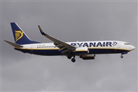 ©Alfonso Solís - Asociación Canary Islands Spotting. Click to see full size photo ©Alfonso Solís - Asociación Canary Islands Spotting. Click to see full size photo