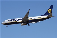 ©Alfonso Solís - Asociación Canary Islands Spotting. Click to see full size photo ©Alfonso Solís - Asociación Canary Islands Spotting. Click to see full size photo