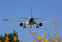 Josep Oll. Click to see full size photo