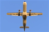 Miguel A. gueda Rguez.  (CANARY ISLANDS SPOTTING). Click to see full size photo