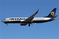 ©Alfonso Solís - Asociación Canary Islands Spotting. Click to see full size photo ©Alfonso Solís - Asociación Canary Islands Spotting. Click to see full size photo