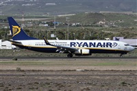 ©Alfonso Solís - Asociación Canary Islands Spotting. Click to see full size photo ©Alfonso Solís - Asociación Canary Islands Spotting. Click to see full size photo