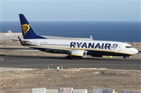 ©Alfonso Solís - Asociación Canary Islands Spotting. Click to see full size photo ©Alfonso Solís - Asociación Canary Islands Spotting. Click to see full size photo