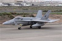 ©Alfonso Solís - Asociación Canary Islands Spotting. Click to see full size photo ©Alfonso Solís - Asociación Canary Islands Spotting. Click to see full size photo