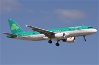 ©Alfonso Solís - Asociación Canary Islands Spotting. Click to see full size photo ©Alfonso Solís - Asociación Canary Islands Spotting. Click to see full size photo