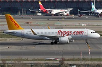 ©Alfonso Solís - Asociación Canary Islands Spotting. Click to see full size photo ©Alfonso Solís - Asociación Canary Islands Spotting. Click to see full size photo