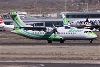 ©Alfonso Solís - Asociación Canary Islands Spotting. Click to see full size photo ©Alfonso Solís - Asociación Canary Islands Spotting. Click to see full size photo