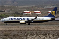©Alfonso Solís - Asociación Canary Islands Spotting. Click to see full size photo ©Alfonso Solís - Asociación Canary Islands Spotting. Click to see full size photo