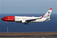 ©Alfonso Solís - Asociación Canary Islands Spotting. Click to see full size photo ©Alfonso Solís - Asociación Canary Islands Spotting. Click to see full size photo