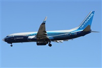 ©Alfonso Solís - Asociación Canary Islands Spotting. Click to see full size photo ©Alfonso Solís - Asociación Canary Islands Spotting. Click to see full size photo