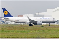 Miguel A. gueda Rguez.  (CANARY ISLANDS SPOTTING). Click to see full size photo
