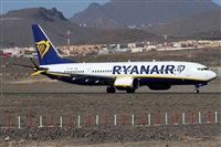 ©Alfonso Solís - Asociación Canary Islands Spotting. Click to see full size photo ©Alfonso Solís - Asociación Canary Islands Spotting. Click to see full size photo