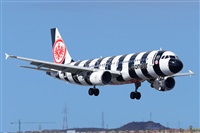 Miguel A. gueda Rguez.  (CANARY ISLANDS SPOTTING). Click to see full size photo