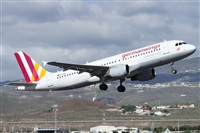 ©Alfonso Solís - Asociación Canary Islands Spotting. Click to see full size photo ©Alfonso Solís - Asociación Canary Islands Spotting. Click to see full size photo
