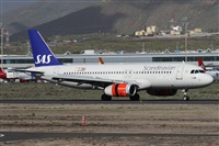 ©Alfonso Solís - Asociación Canary Islands Spotting. Click to see full size photo ©Alfonso Solís - Asociación Canary Islands Spotting. Click to see full size photo