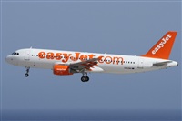 ©Alfonso Solís - Asociación Canary Islands Spotting. Click to see full size photo ©Alfonso Solís - Asociación Canary Islands Spotting. Click to see full size photo