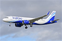 Miguel A. gueda Rguez.  (CANARY ISLANDS SPOTTING). Click to see full size photo