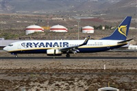 ©Alfonso Solís - Asociación Canary Islands Spotting. Click to see full size photo ©Alfonso Solís - Asociación Canary Islands Spotting. Click to see full size photo