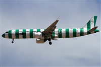 ©Alfonso Solís - Asociación Canary Islands Spotting. Click to see full size photo ©Alfonso Solís - Asociación Canary Islands Spotting. Click to see full size photo