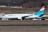 ©Alfonso Solís - Asociación Canary Islands Spotting. Click to see full size photo ©Alfonso Solís - Asociación Canary Islands Spotting. Click to see full size photo