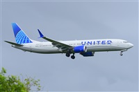 Miguel A. gueda Rguez.  (CANARY ISLANDS SPOTTING). Click to see full size photo