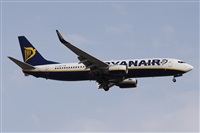 ©Alfonso Solís - Asociación Canary Islands Spotting. Click to see full size photo ©Alfonso Solís - Asociación Canary Islands Spotting. Click to see full size photo