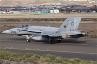 ©Alfonso Solís - Asociación Canary Islands Spotting. Click to see full size photo ©Alfonso Solís - Asociación Canary Islands Spotting. Click to see full size photo