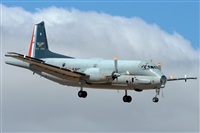 JF Alemn-GranCanariaSpotters. Click to see full size photo