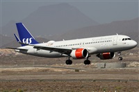 ©Alfonso Solís - Asociación Canary Islands Spotting. Click to see full size photo ©Alfonso Solís - Asociación Canary Islands Spotting. Click to see full size photo