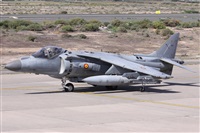 ©Alfonso Solís - Asociación Canary Islands Spotting. Click to see full size photo ©Alfonso Solís - Asociación Canary Islands Spotting. Click to see full size photo