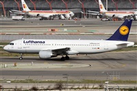 ©Alfonso Solís - Asociación Canary Islands Spotting. Click to see full size photo ©Alfonso Solís - Asociación Canary Islands Spotting. Click to see full size photo